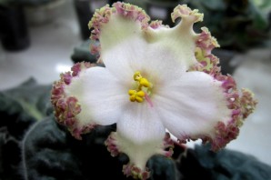 Фиалка бронзовый век