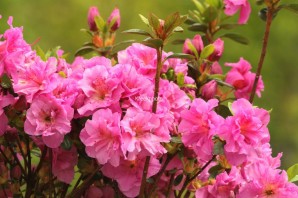 Азалия кустарник