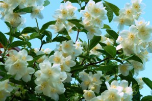 Цветущий жасмин