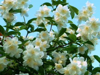 Цветущий жасмин