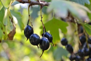 Ягода репис