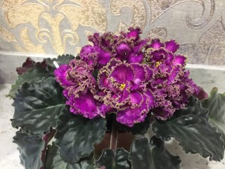 Фиалка принцесса жасмин