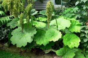 Садовое растение с большими листьями