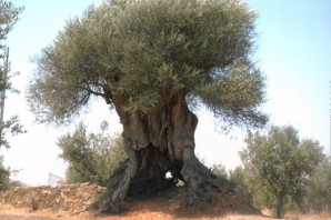 Дерево гаркад в израиле