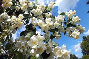 Жасминовое дерево