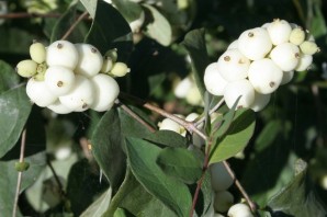 Белые ягоды хлопушки