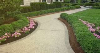 Бордюрные растения