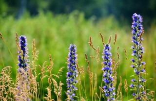 Луговая трава с синими цветами