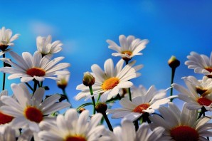 Ромашки заставка на рабочий стол