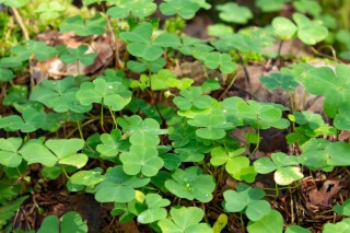 Заячья трава