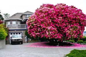 Кустарники цветущие все лето