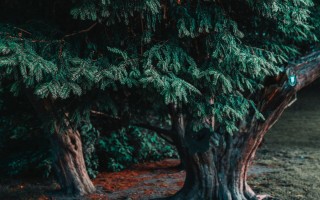 Южное вечнозеленое дерево