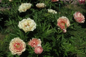 Пион канари бриллиантс