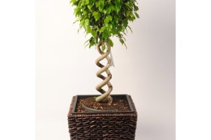 Плетеный фикус бенджамина