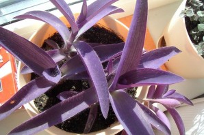 Фиолетовый домашний цветок