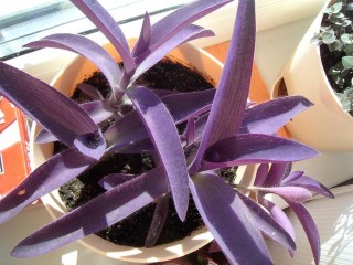 Фиолетовый домашний цветок