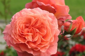 Роза парковая бельведер