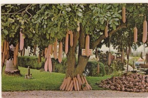 Сосисочное дерево