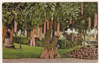 Сосисочное дерево