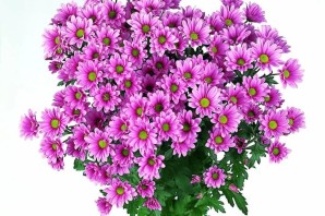 Мелкие хризантемы