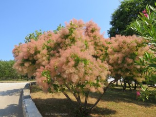Самое пушистое дерево