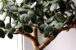 Денежный цветок