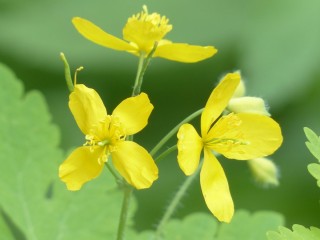 Растение с желтым соком