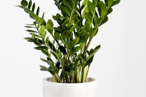 Нецветущие комнатные растения