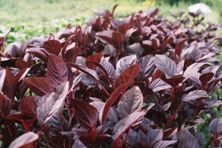 Садовые цветы с бордовыми листьями