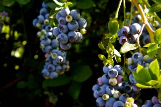 Барыня ягода