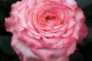 Роза кантри спирит леди