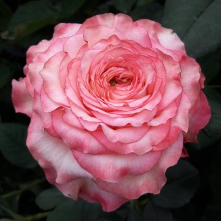 Роза кантри спирит леди