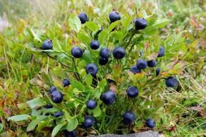 Дикорастущие растения кустарники