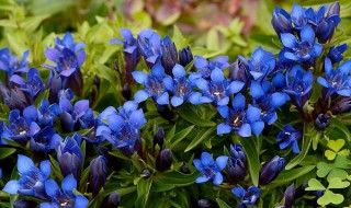 Синие садовые цветы