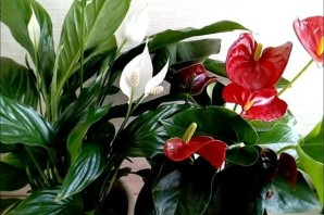 Цветы женское и мужское счастье