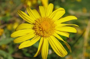 Лечебные желтые цветы