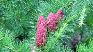 Цветковое растение ельников