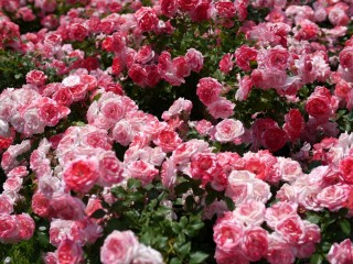 Роза сакура газуми