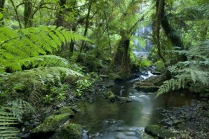 Растения переменно влажных лесов австралии