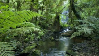 Растения переменно влажных лесов австралии