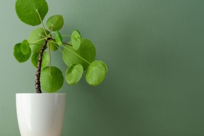 Зеленые комнатные растения