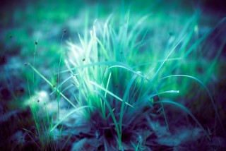 Трава светяшка