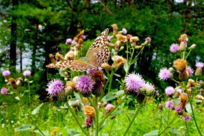 Лекарственные растения башкирии