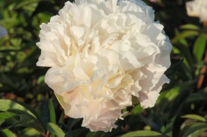 Пион нэнси николс