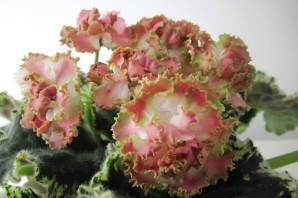 Фиалка розовое золото