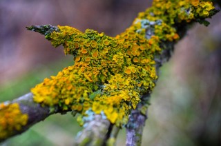 Желтый лишайник на деревьях