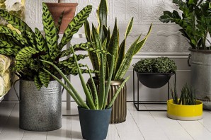 Самые теневыносливые комнатные растения