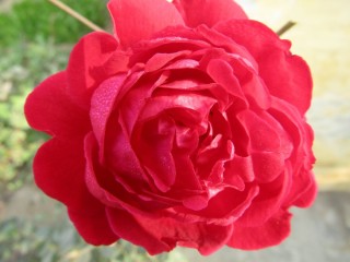 Роза рапунцель