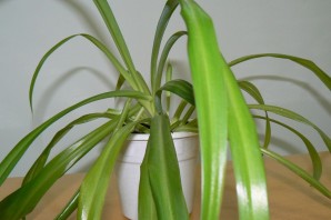 Домашнее растение с длинными узкими листьями