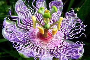 Самый редкий цветок в мире